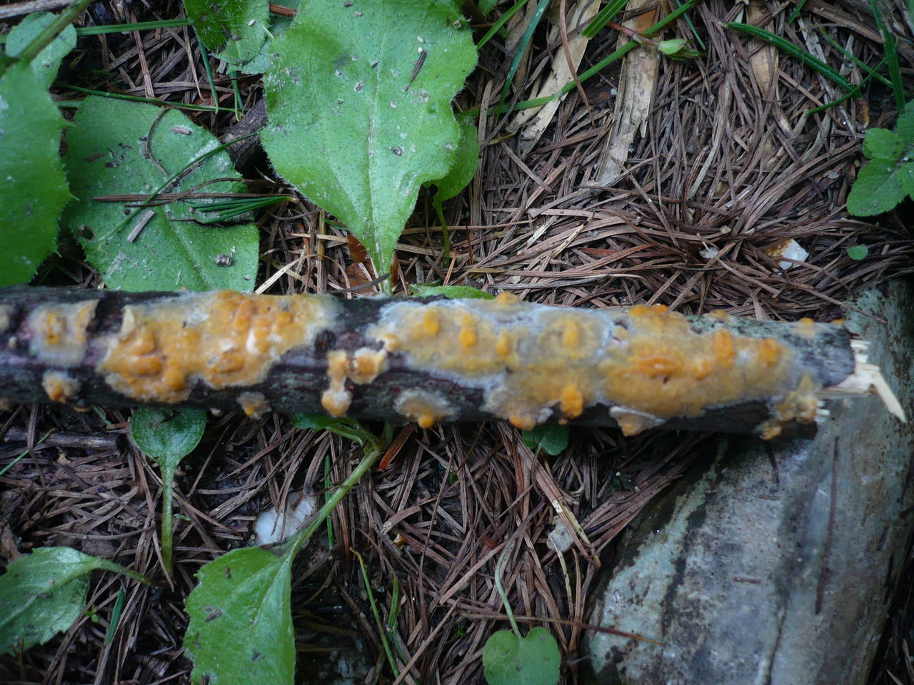 Peniophora aurantiaca Höhn. & Litsch, Altstadt