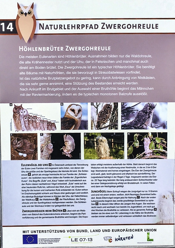 Zwergohreule, ein Höhlenbrüter in Köttmannsdorf, Kärnten, Österreich