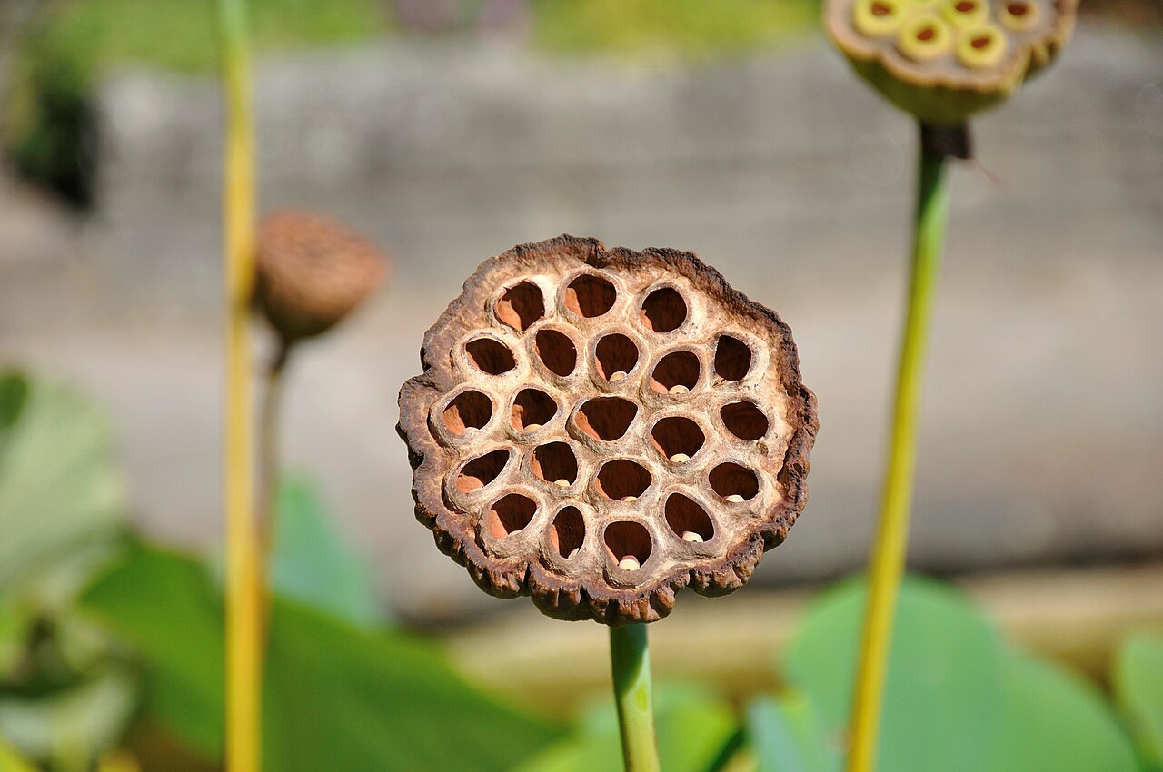 Nelumbo nucifera fruit Linz, Froschberg