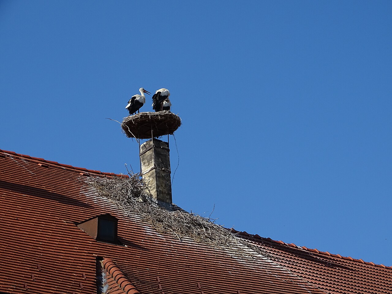 Rust Störche