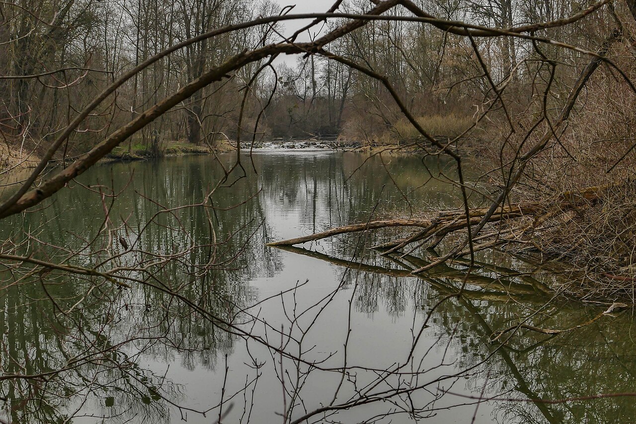 Weikerlsee DonauAu, Pichling