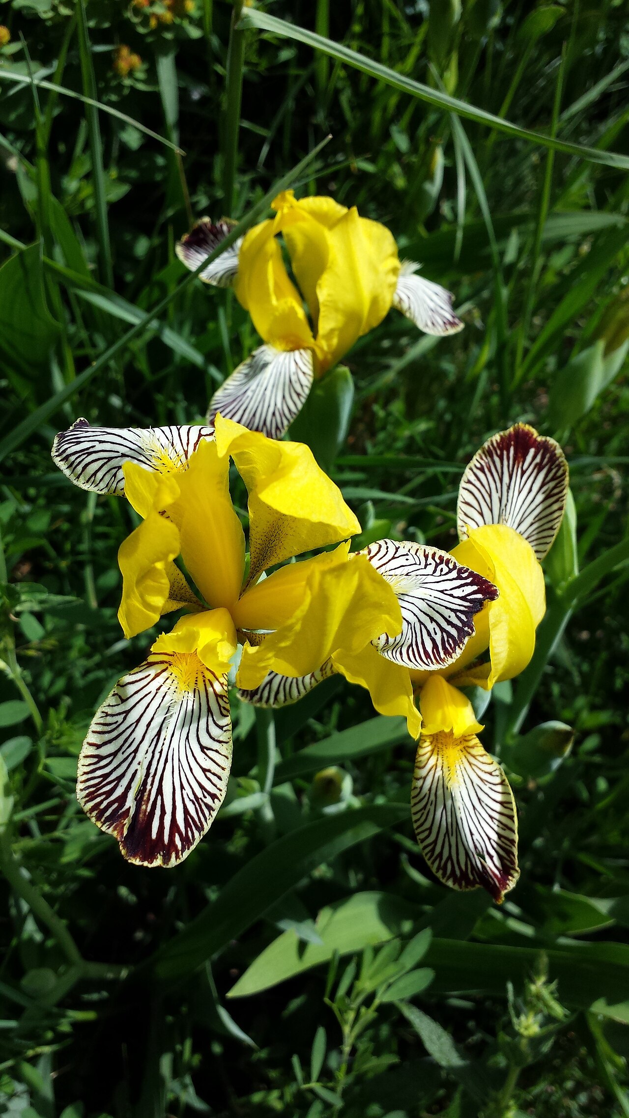 Iris variegata sl7, Floridsdorf