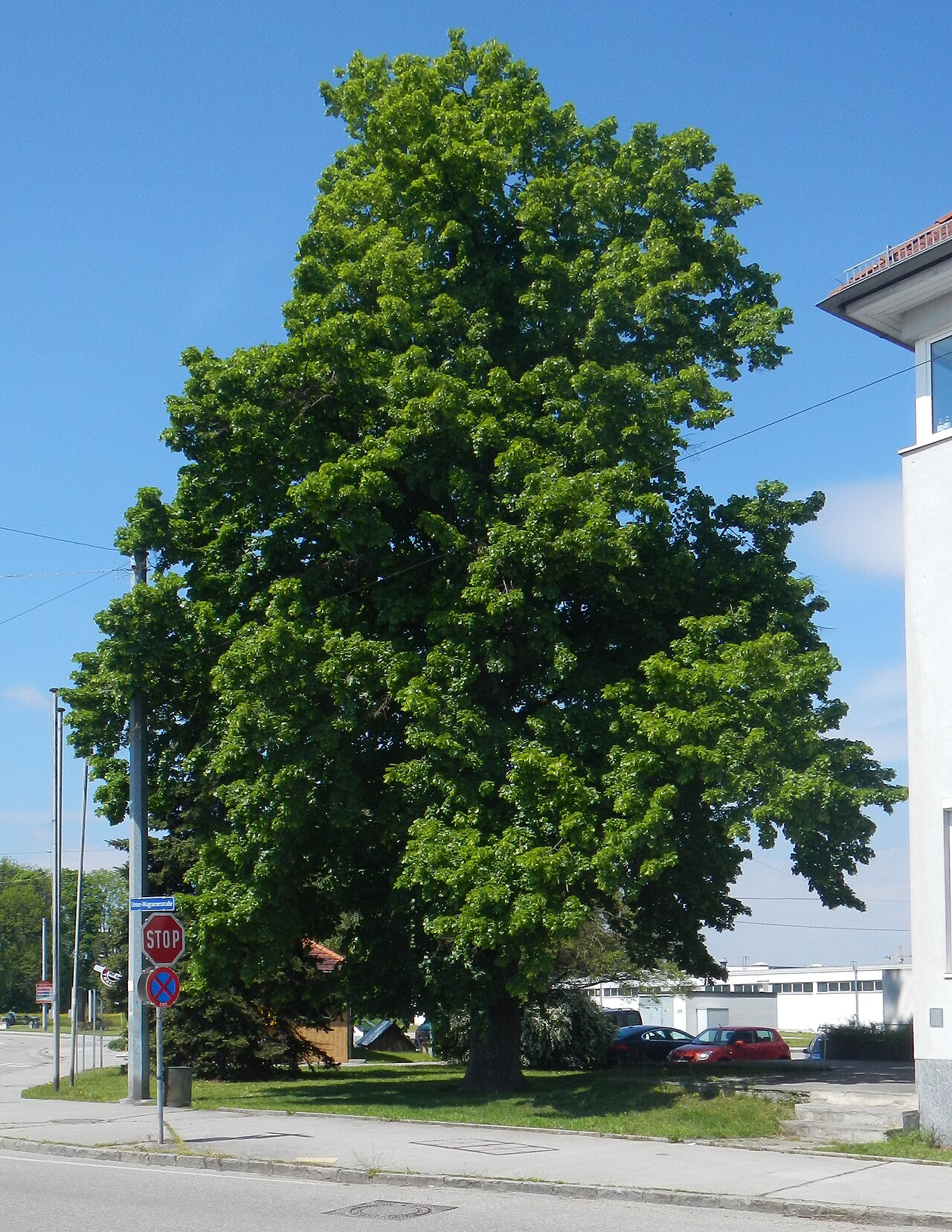 Sommerlinde Purkersdorferstrasse StP, Oberwagram