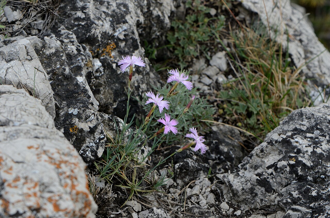 Dianthus plumarius subsp. neilreichii, Mödling