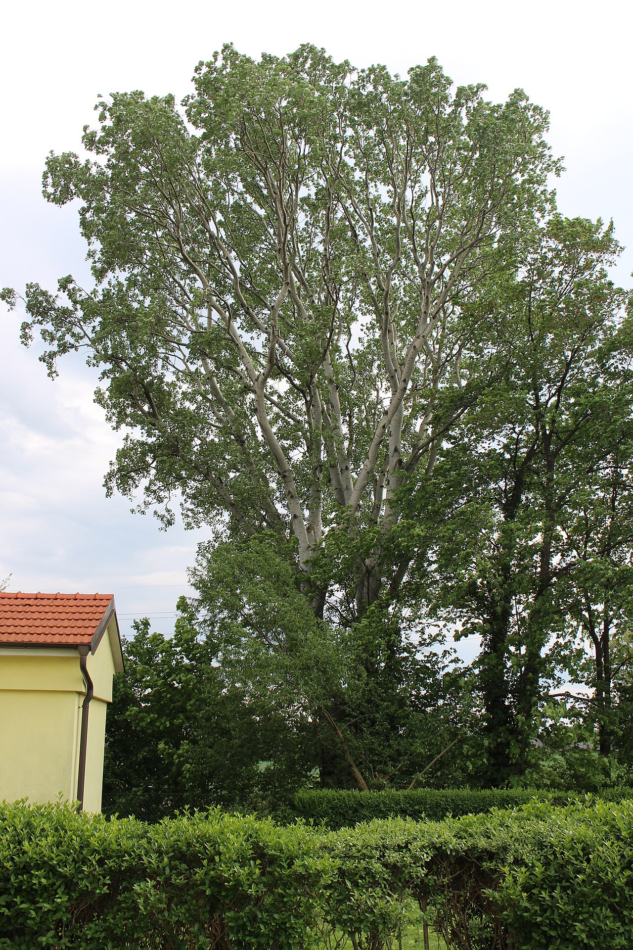 Weisspappeln Biedermannsdorf11