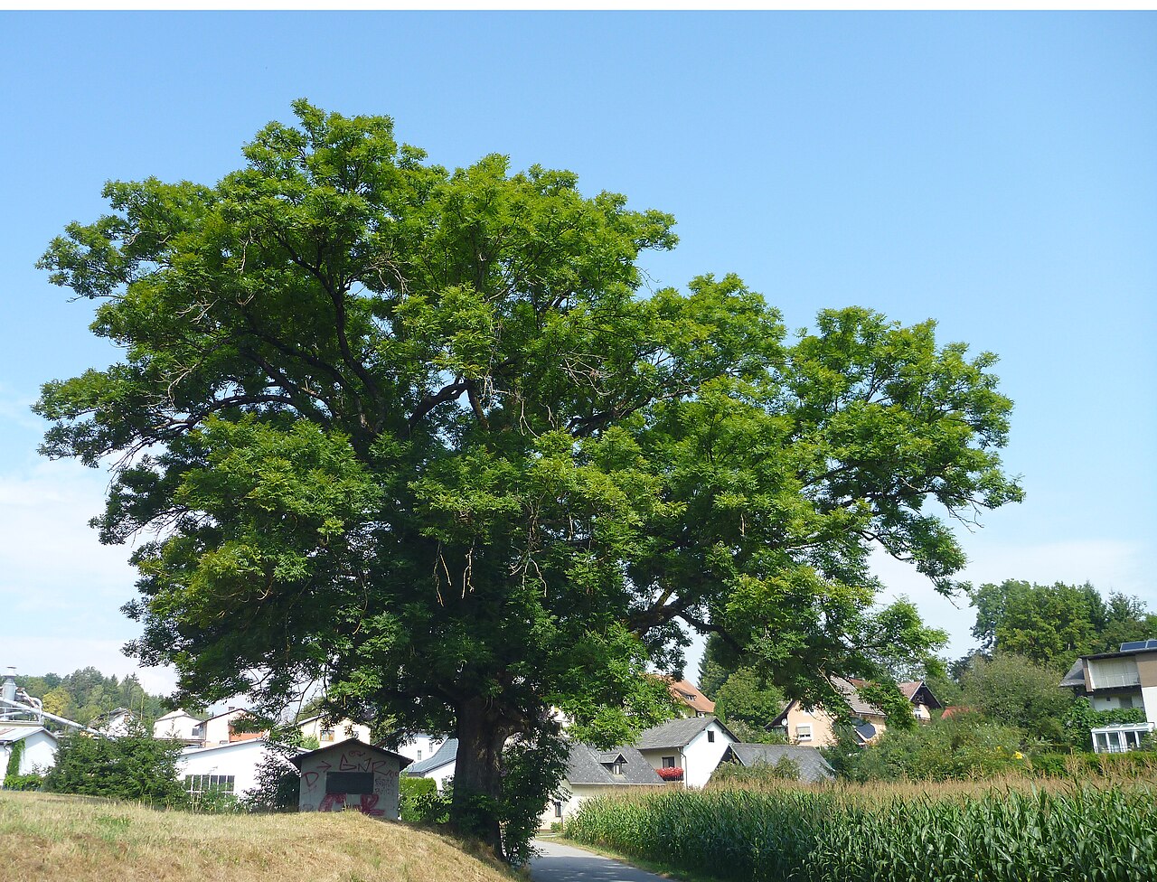 Esche in Ponfeld, Wölfnitz
