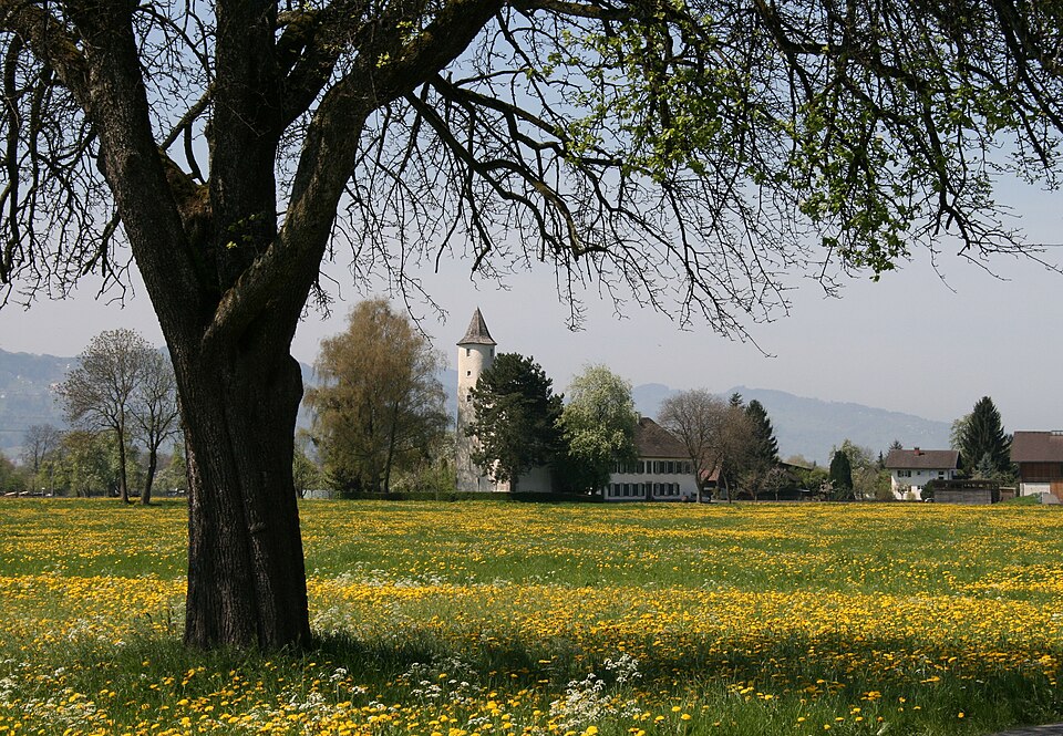 Blühende Wiese am Ortsrand von Hard im Rheintal, dahinter der Ansitz Mittelweiherburg