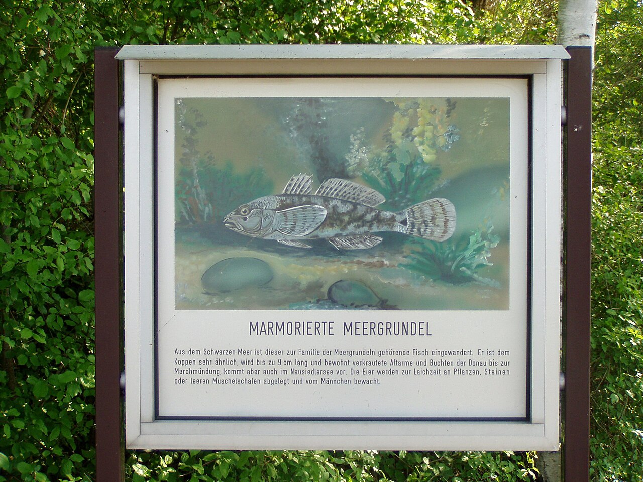 Fischlehrpfad Wilhering